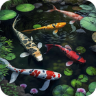 Koi Pond Video Live Wallpaper アイコン