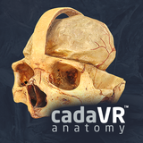 cadaVR anatomy أيقونة