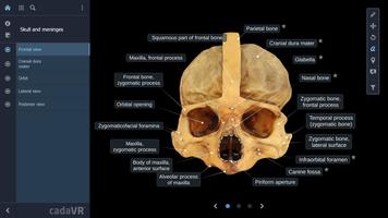 cadaVR anatomy الملصق