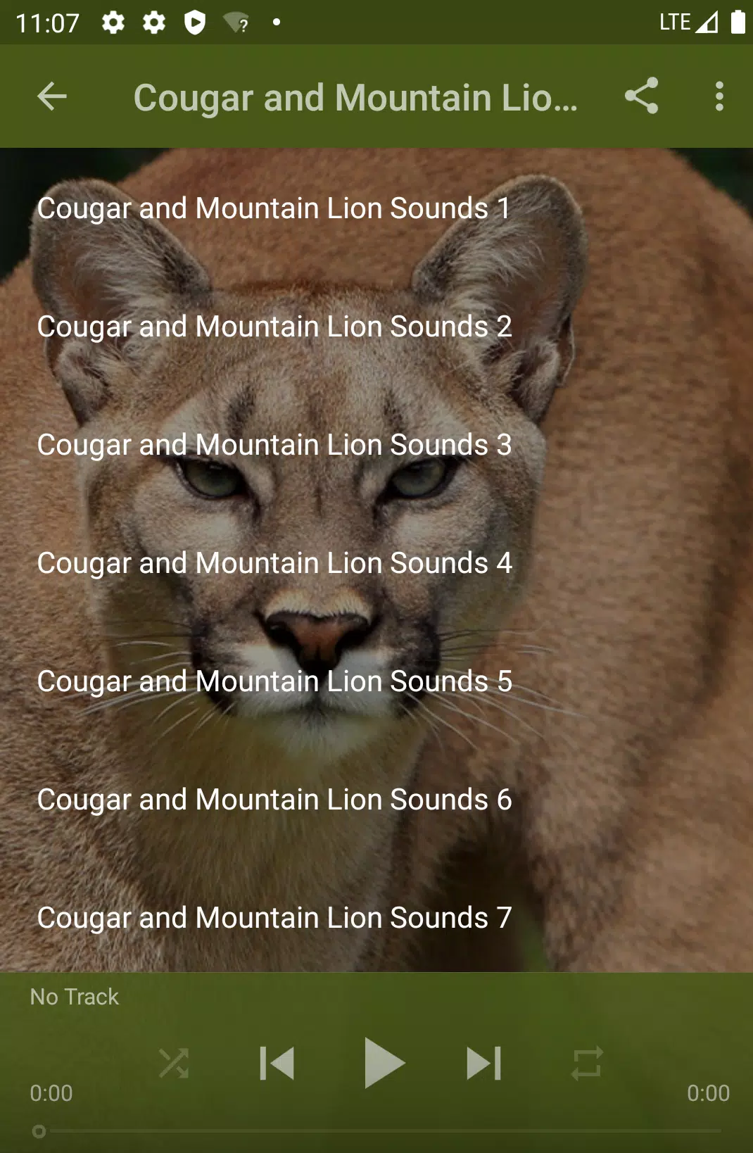 Mountain Lion Roar