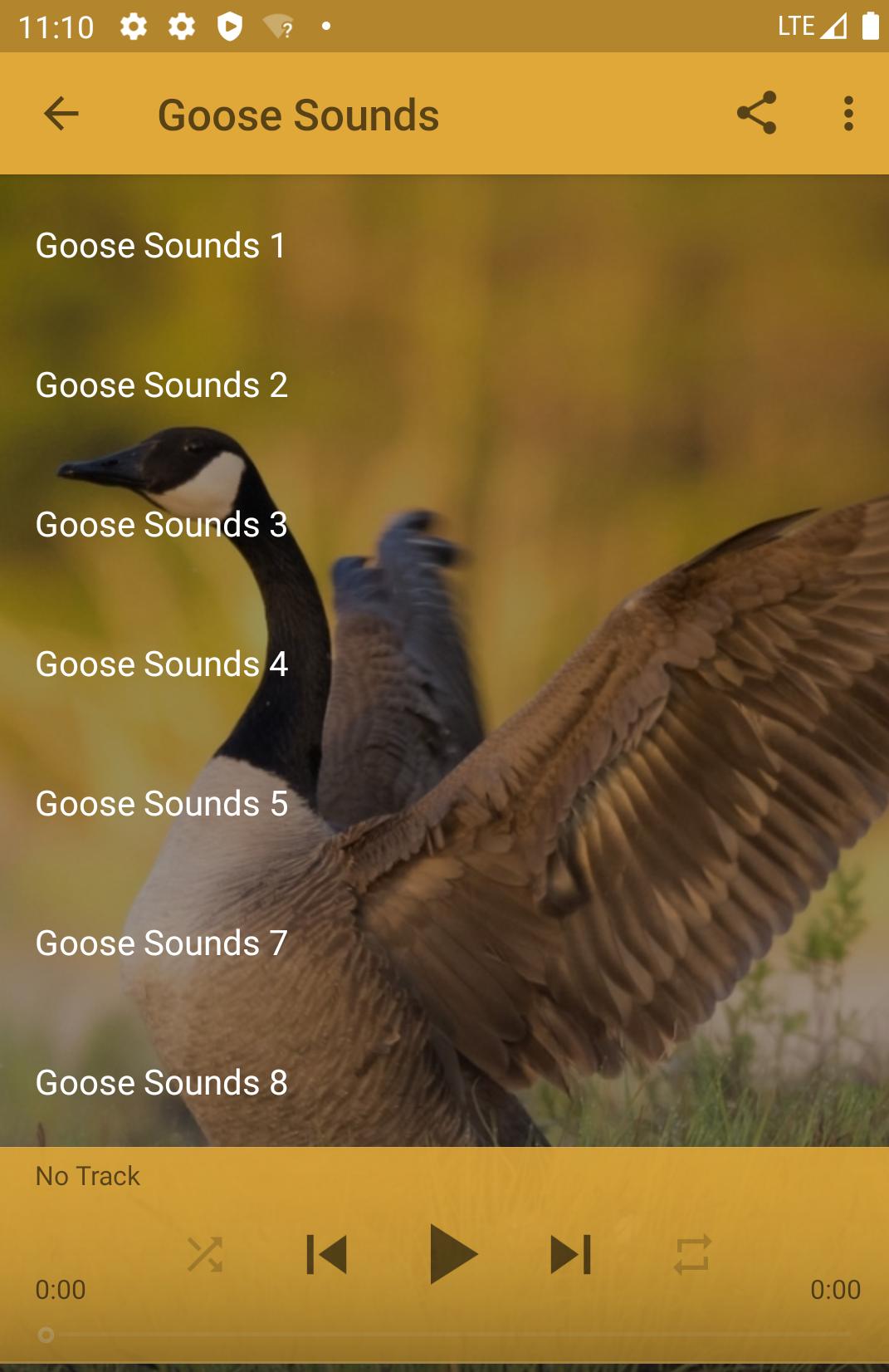 Звук гуся слушать. Звук гуся. Бег гуся звук. Geese Sounds in English. Птица оранжевого цвета похожа на гуся звуки.