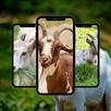 Kambing Wallpaper APK