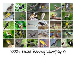 1000+ Suara Kicau Burung MP3 capture d'écran 1