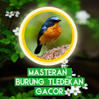 ikon Masteran Burung Tledekan Gacor