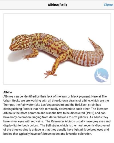 Gecko Genetic Calculator APK for Android Download