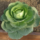 Cabbage Cultivation and Farm APK