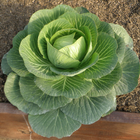 Cabbage Cultivation and Farm Zeichen