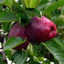 Apple Cultivation and Farm APK