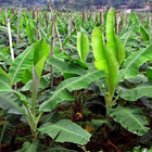 Banana Cultivation Zeichen