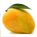 Mango Cultivation and Farm APK