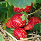 Strawberry Cultivation Zeichen