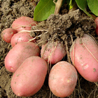 Potato Cultivation and Farm icône