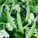 Pea Plant Cultivation APK