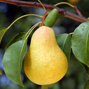 Pear Cultivation and Farm APK