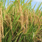 Rice Plant Cultivation Zeichen