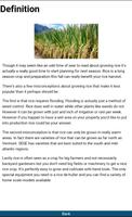 Rice Plant Cultivation Screenshot 2