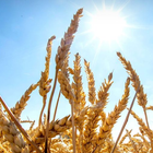 Wheat Cultivation and Farm 图标