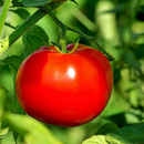 Tomato Cultivation and Farm APK