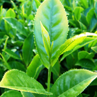 Tea Cultivation and Farm Zeichen