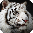 White Tiger Live Wallpaper icon