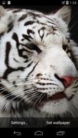 White Tiger Live Wallpaper screenshot 1