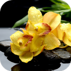 Yellow Orchids Live Wallpaper আইকন