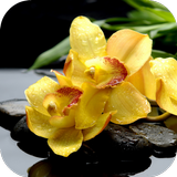 Yellow Orchids Live Wallpaper 图标