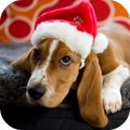 Christmas Dog Live Wallpaper