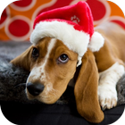 Christmas Dog Live Wallpaper icône