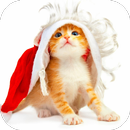 Funny Christmas Cat Wallpaper APK