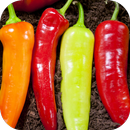 Hot Chili Peppers Wallpaper APK