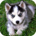 Husky Live Wallpaper FREE