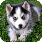 Husky Live Wallpaper FREE icône