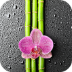 Orchid And Bamboo Wallpaper