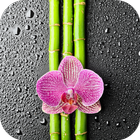 Orchid And Bamboo Wallpaper icône