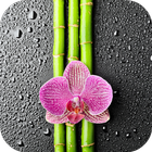 ikon Orchid And Bamboo Wallpaper