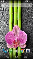 Orchid And Bamboo Wallpaper Affiche