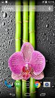 Orchid And Bamboo Wallpaper poster