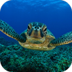 Sea Turtle Live Wallpaper FREE