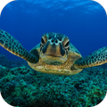 Sea Turtle Live Wallpaper FREE