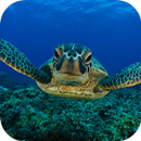 Sea Turtle Live Wallpaper FREE APK