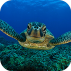 Sea Turtle Live Wallpaper FREE simgesi