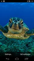 Sea Turtle Live Wallpaper FREE 截图 1