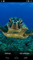 Sea Turtle Live Wallpaper FREE Ekran Görüntüsü 1