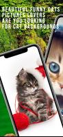 Kitten Cat Cute Wallpaper постер