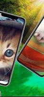 Kitten Cat Cute Wallpaper скриншот 1
