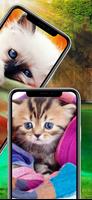 Kitten Cat Cute Wallpaper скриншот 2