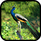 Peacock Wallpapers ไอคอน