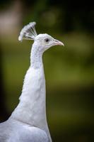 Peacock Wallpapers ภาพหน้าจอ 3