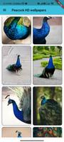Peacock Wallpapers ภาพหน้าจอ 2